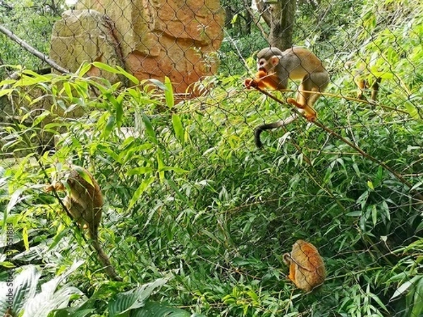 Fototapeta Squirrel monkey, Saimiri sciureus, three, sitting and climbing the branches of a bush, behind the fence, Zoo Zlin Lesna