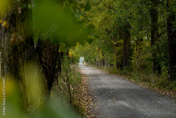 Obraz road in the forest
