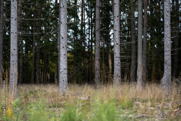 Obraz four Whiteh trees in the line