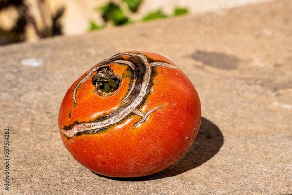 Obraz Tomate version légume moche