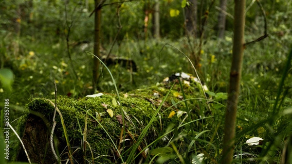 Obraz grass in the grass