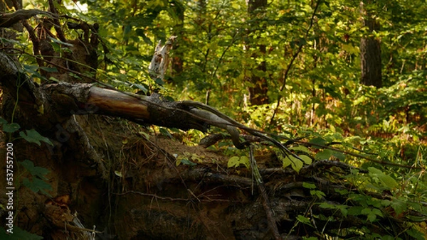 Fototapeta bird on a tree