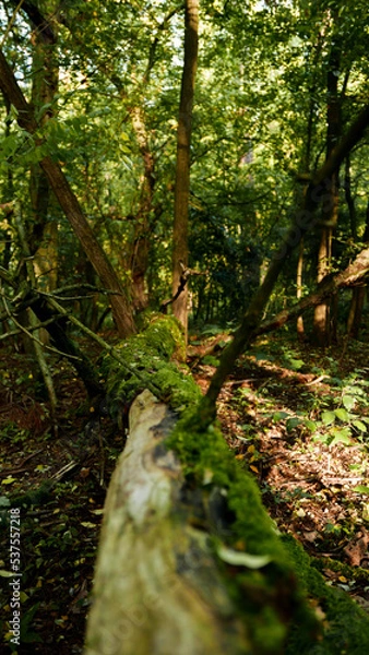 Obraz footpath in the forest