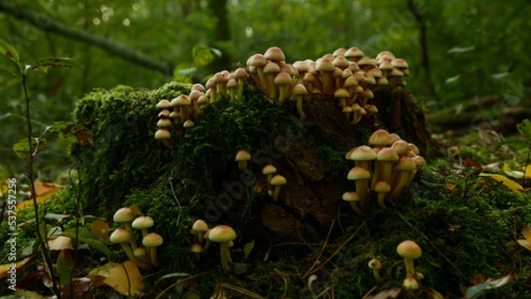 Obraz mushrooms on a tree