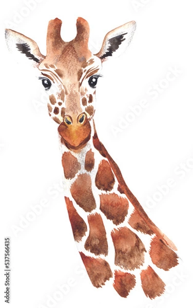 Obraz Watercolor portrait of giraffe illustration isolated on transparent background