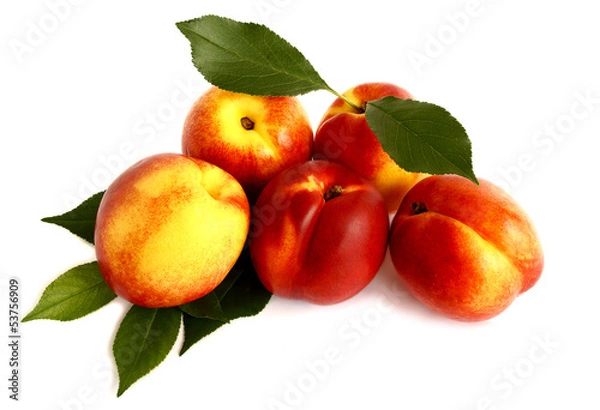 Obraz Five nectarines isolated on white background