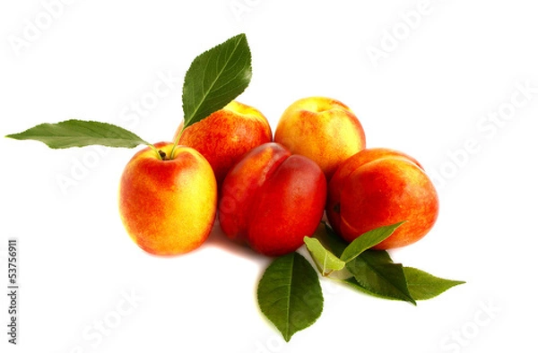 Obraz Five nectarines isolated on white background