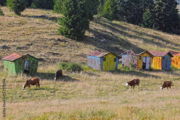 Fototapeta Cattle graze on the grassy, ​​green hillside in the countryside in front of colorful cottages. This color photo was taken on the Padis plateau in Romania.