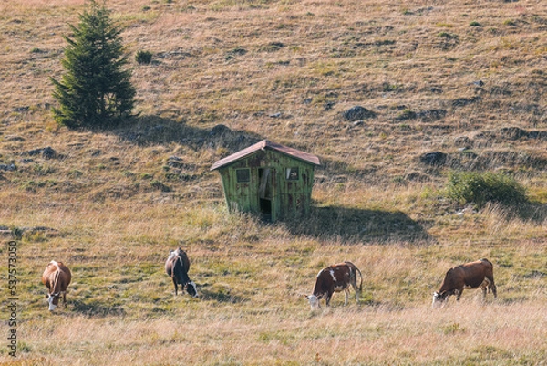 Fototapeta Cattle graze on the grassy, ​​green hillside in the countryside in front of green cottage. Color illustration photo of free-range animal husbandry or rural tourism. 