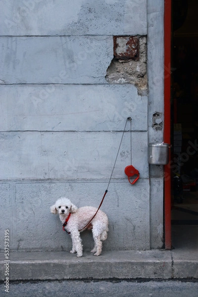Fototapeta Cute but frightened toy poodle dog on a leash tied to a wall lost abandoned in the street, waiting for it's owner. Color absurd grotesque photo.