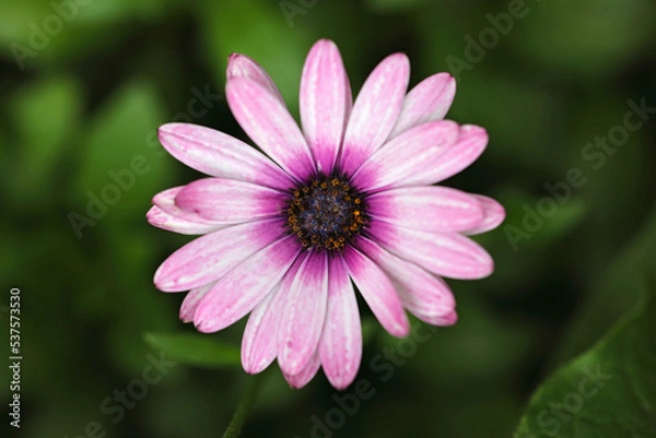 Fototapeta Close-up of a flower with purple petals on a green blurred background. Colorful macro nature photo.