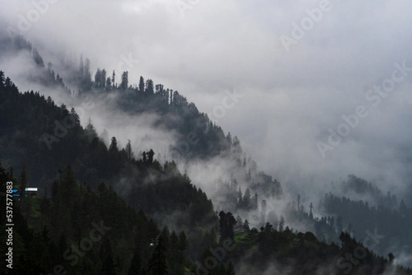 Fototapeta Misty fog blowing over pine tree forest. rainy weather in Himachal Pradesh. fog in Mountains.