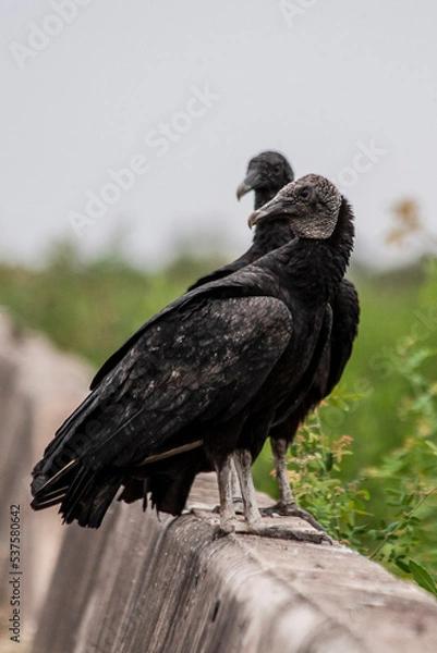 Obraz 
Black vultures looking at the camera perched on a wall in Bañado La Estrella Provincial Park, Formosa Province, Argentina