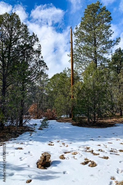 Fototapeta Bright, sunny winter day in the mountains