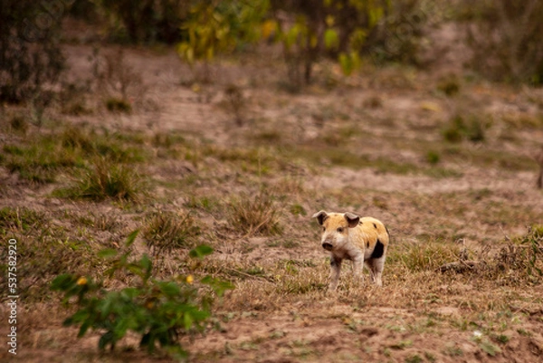 Obraz small pig with black spots waiting for its mother by the road