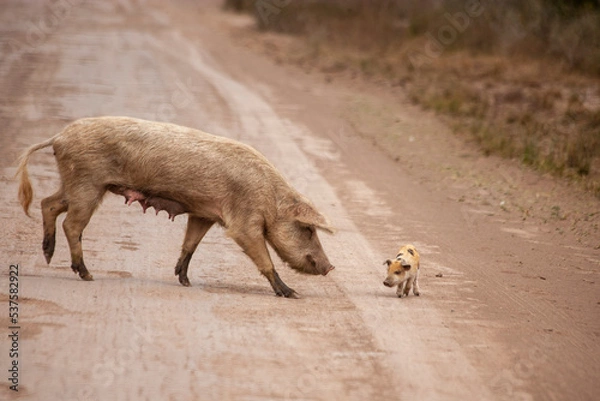 Obraz pig with her little baby crossing the road in the impenetrable national park, Chaco, Argentina