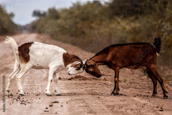 Obraz goats fighting on the dirt road in "El impenetrable" national park in Chaco province, Argentina