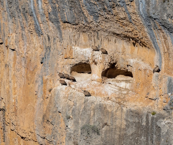 Fototapeta rocky outcrops and caves that are home to Spanish Griffon vultures, Eurasion griffons (Gyps fulvus) in summer sunshine