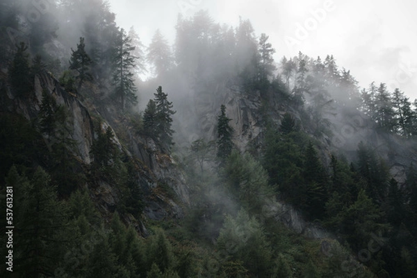 Fototapeta Mysterious photography of cloudy trees in the swiss alps