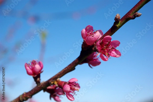 Obraz Fleur de pêcher