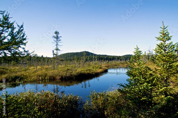 Obraz Scenic view of beautiful lush bog marsh with pond in brighton new york in late summer, showing larch trees and evergreen spruce with mountains in the background.