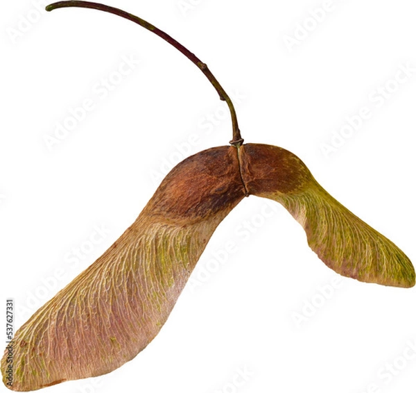Obraz Maple seeds isolated on transparent background