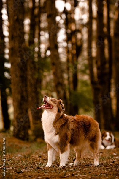 Obraz Cães na floresta