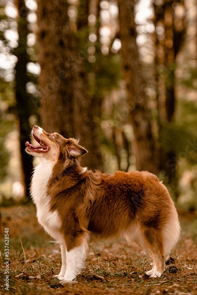 Obraz Cães brincando