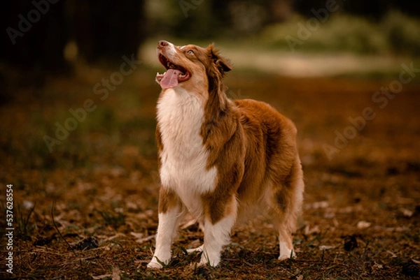 Obraz Cães brincando