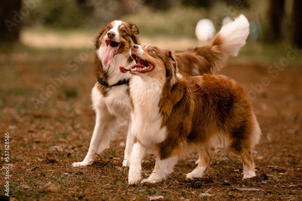 Obraz Cães brincando