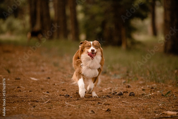 Obraz Cachorro correndo