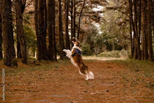 Obraz Cão brincando