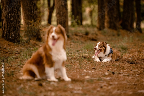 Obraz Cachorro posando