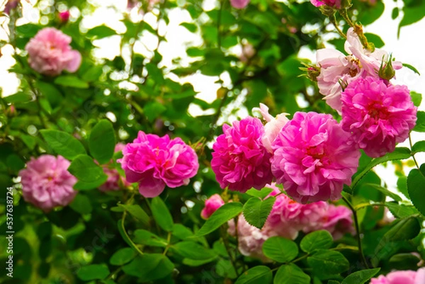 Fototapeta Lovely and romantic blooms of the Tea rose  in the garden