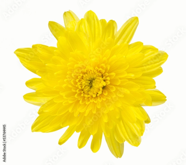 Obraz Yellow  gerbera Isolated