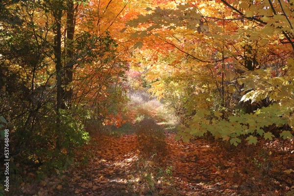 Obraz Tractor trail through farmland