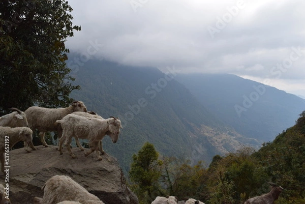 Obraz Sheep on a Mountain