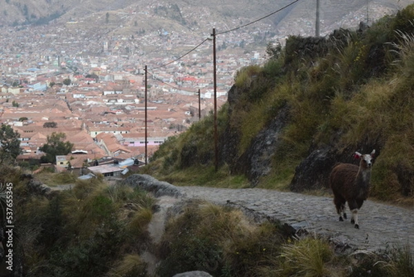 Obraz Llama on Road