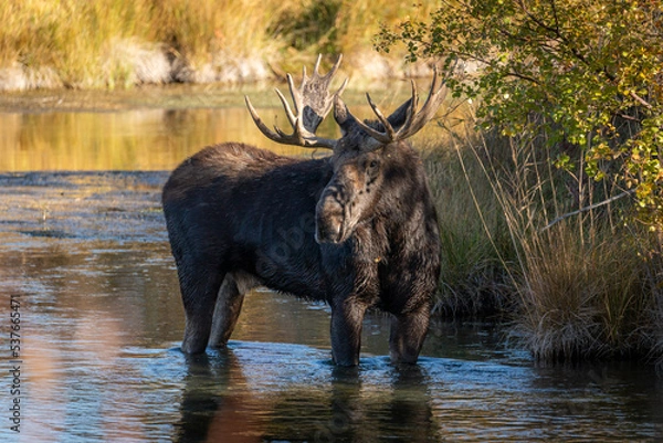 Fototapeta Bull moose in a creek looking back