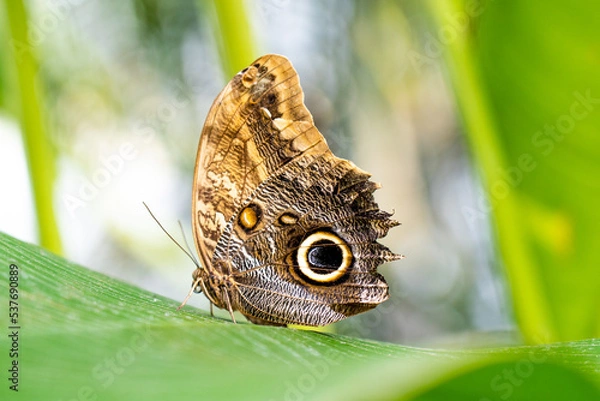 Fototapeta butterfly on leaf