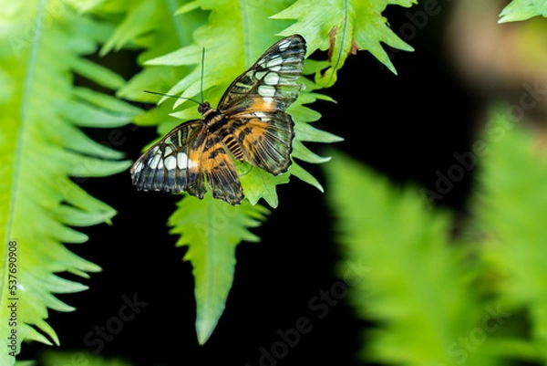 Obraz butterfly on leaf