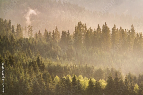 Fototapeta Isolated mountain pine forest landscape