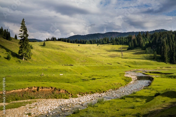 Fototapeta Isolated mountain pine forest landscape
