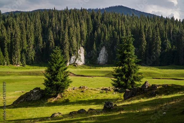Obraz Isolated mountain pine forest landscape