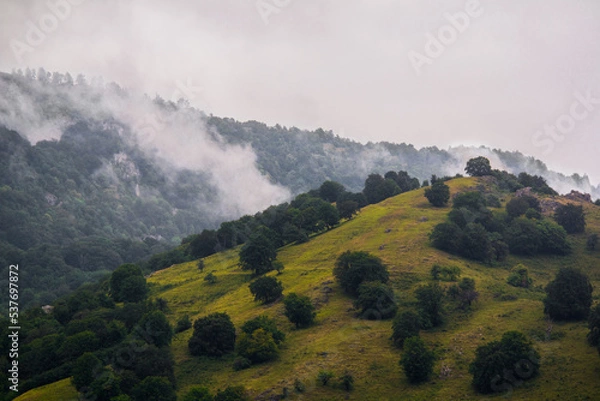 Fototapeta Isolated mountain pine forest landscape