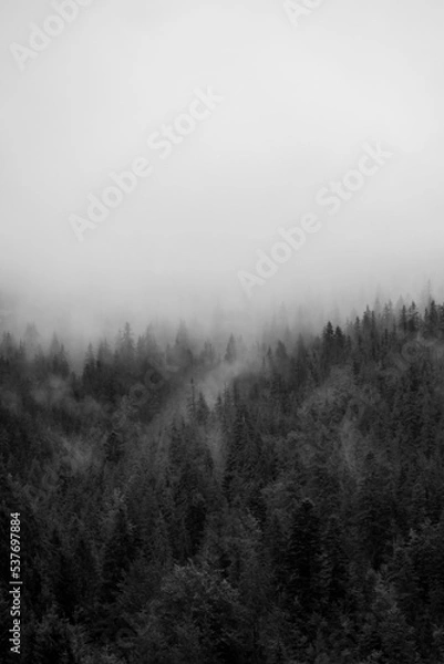 Fototapeta Isolated mountain pine forest landscape