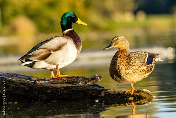 Fototapeta A mallard duck couple sitting on a branch in a little lake not far away from Cologne at a sunny day in autumn.