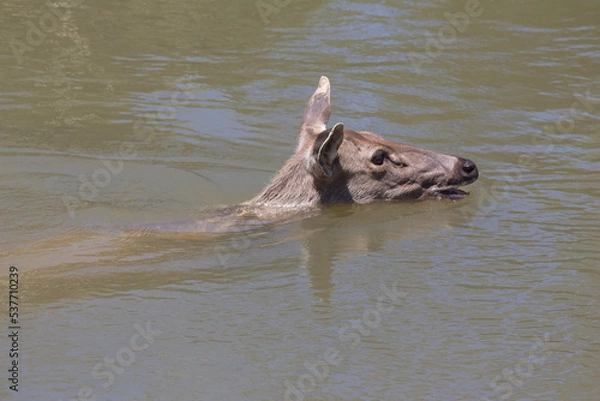 Obraz The female deer is floating in the water.