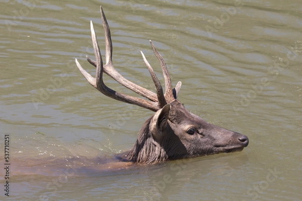 Obraz A male deer is floating in the water.