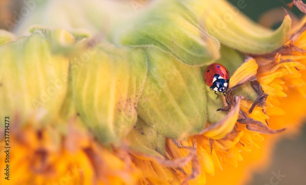 Obraz Little Lady Bug